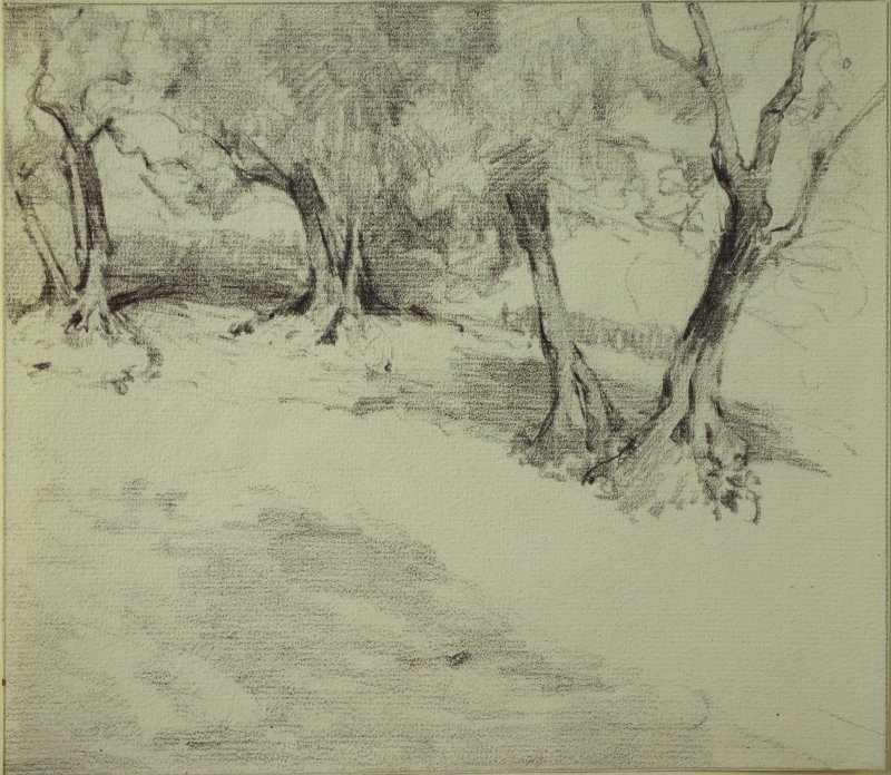 1909-1913 ca. - Alberi